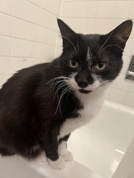 black and white cat sitting on the edge of a white bathtub 