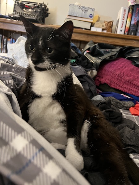 black and white cat sitting on a bed with lots of clothes piled in the background