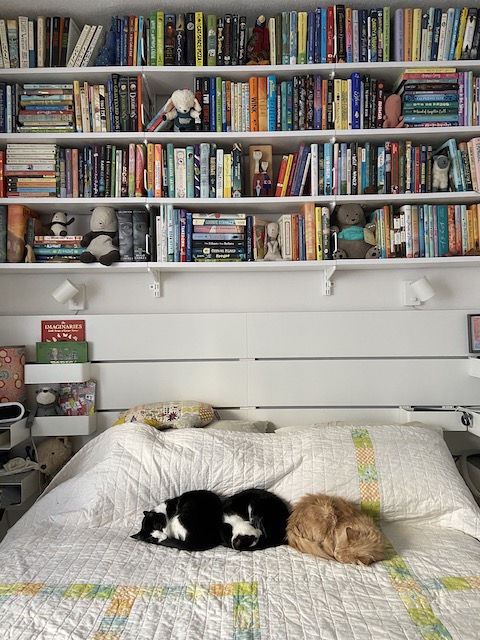 Tree cats lying on a bed underneath a bookcase