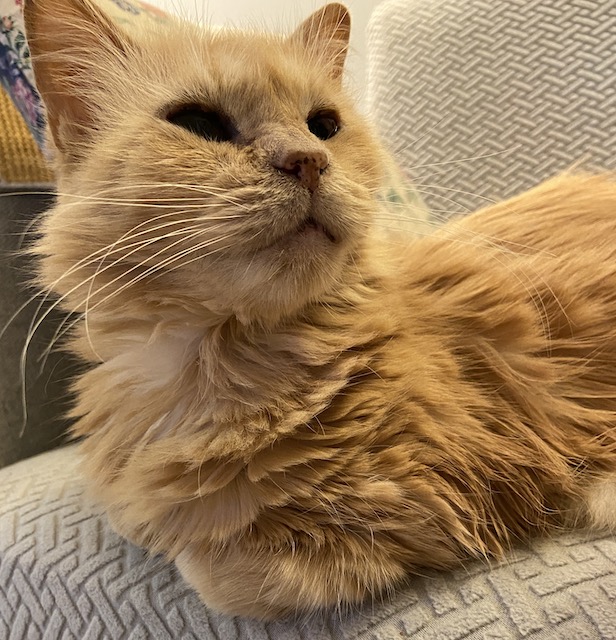 Orange cat lounging on gray couch