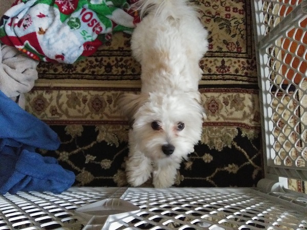 A white and brown Havanese lying on the floor and looking up at the camera