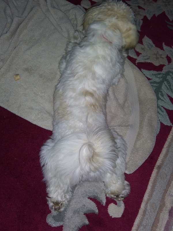 An "aerial" shot of a Havanese lying on the floor with her back legs sticking straight out behind her