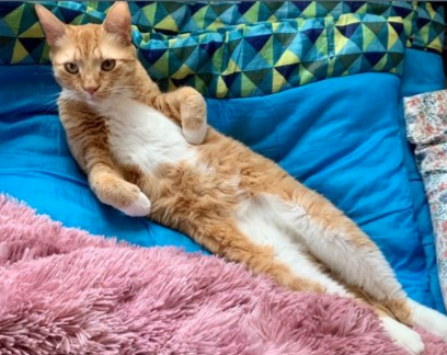 an orange cat lying on its back like an otter; photo by Liberty Hardy