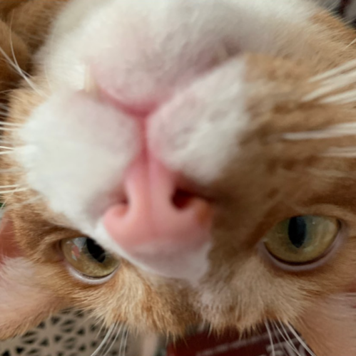 close up of the upside down face of an orange tabby cat; photo by Liberty Hardy