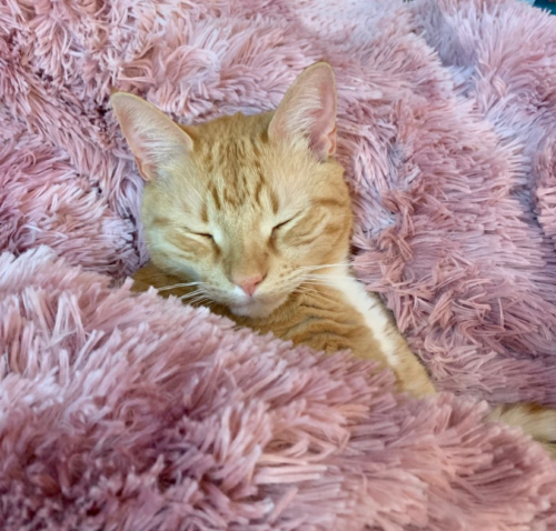 orange cat snuggled up in a shaggy light pink blanket; photo by Liberty Hardy