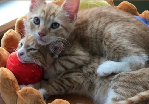 two orange kittens piled up in a cat bed; photo by Liberty Hardy