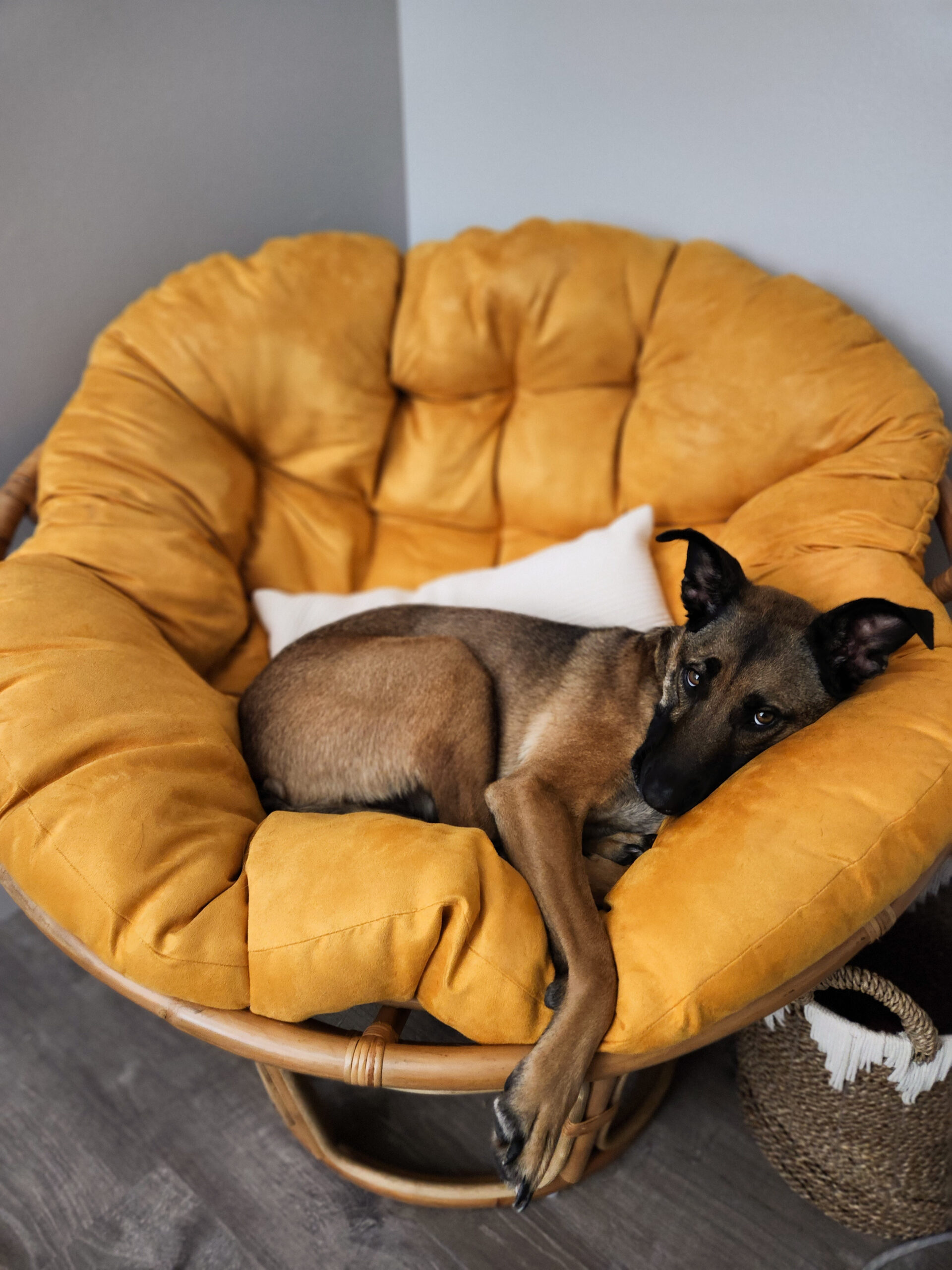 A German Shepherd mix black and tan dog lounges in a papasan chair with a marigold colored cushion while looking up at the camera