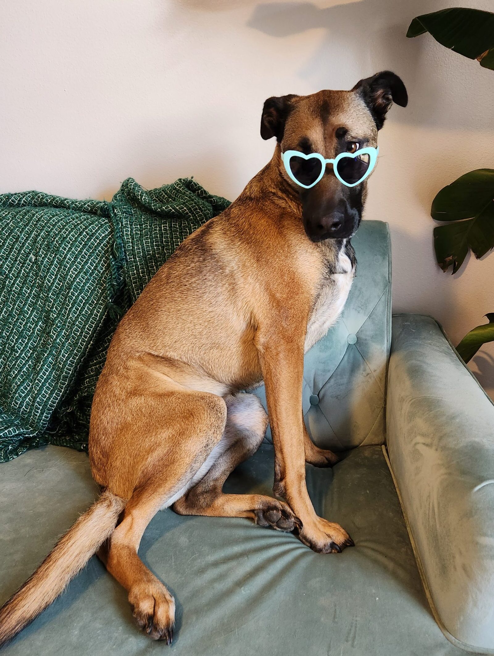 Kara, a large tan dog with black ears and muzzle, wears blue heart-shaped sunglasses on a blue velvet couch with a green blanket.