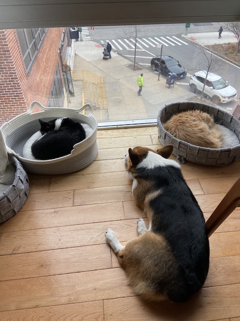 Two cats sleeping in beds by a window and one corgi napping