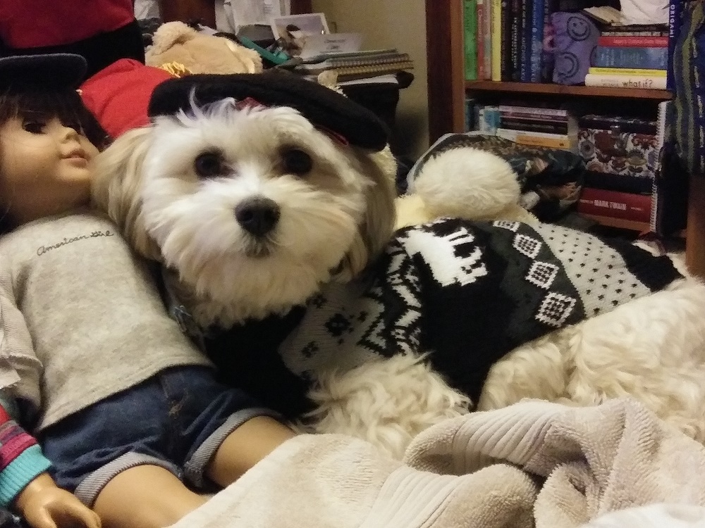 A Havanese in a black-and-white sweater and a small black beret