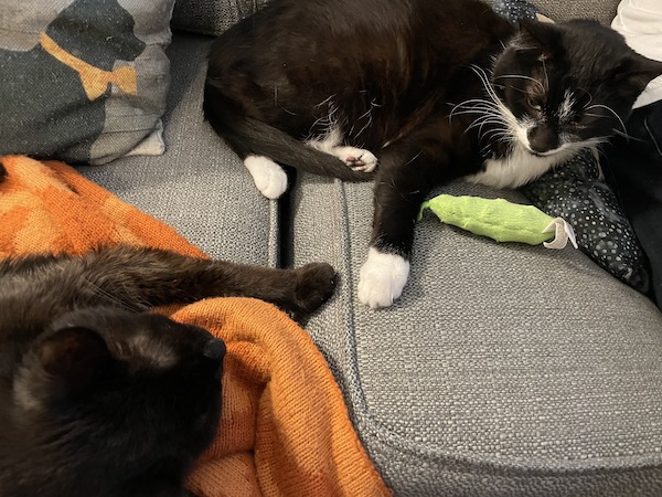 a black cat and a black and white cat sitting on a gray couch facing each other with their front paws stretched out and almost touching
