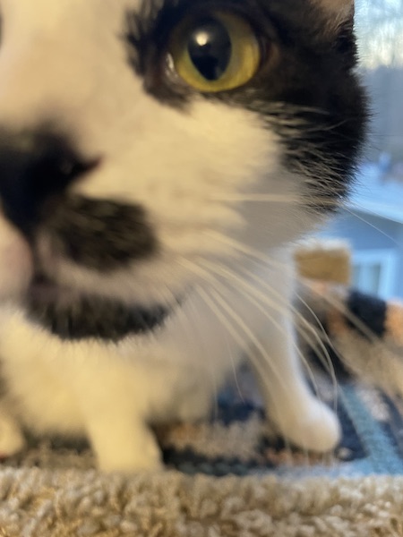 a black and white kitten with its face very close to the camera