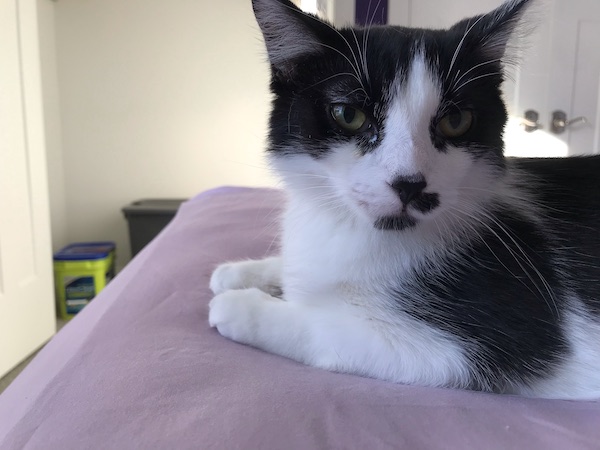 black and white kitten laying on a bed