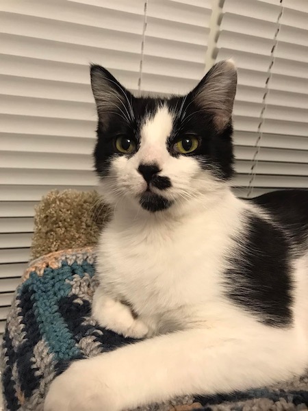 black and white cat sitting on cat tree