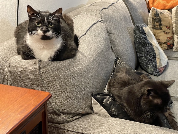 a black and white cat and a black cat sitting separately on a gray couch
