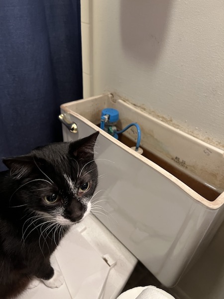 black and white cat standing near an open toilet tank, looking back at the camera