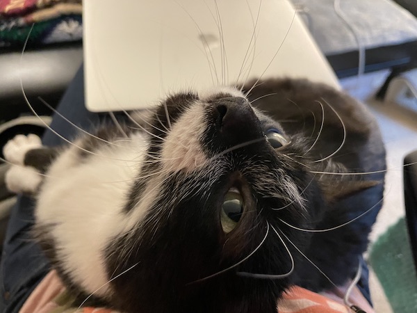 black and white cat sitting in a person's lap in front of a closed laptop 