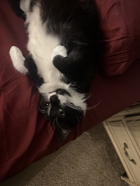 black and white cat laying upside down on its back on a bed