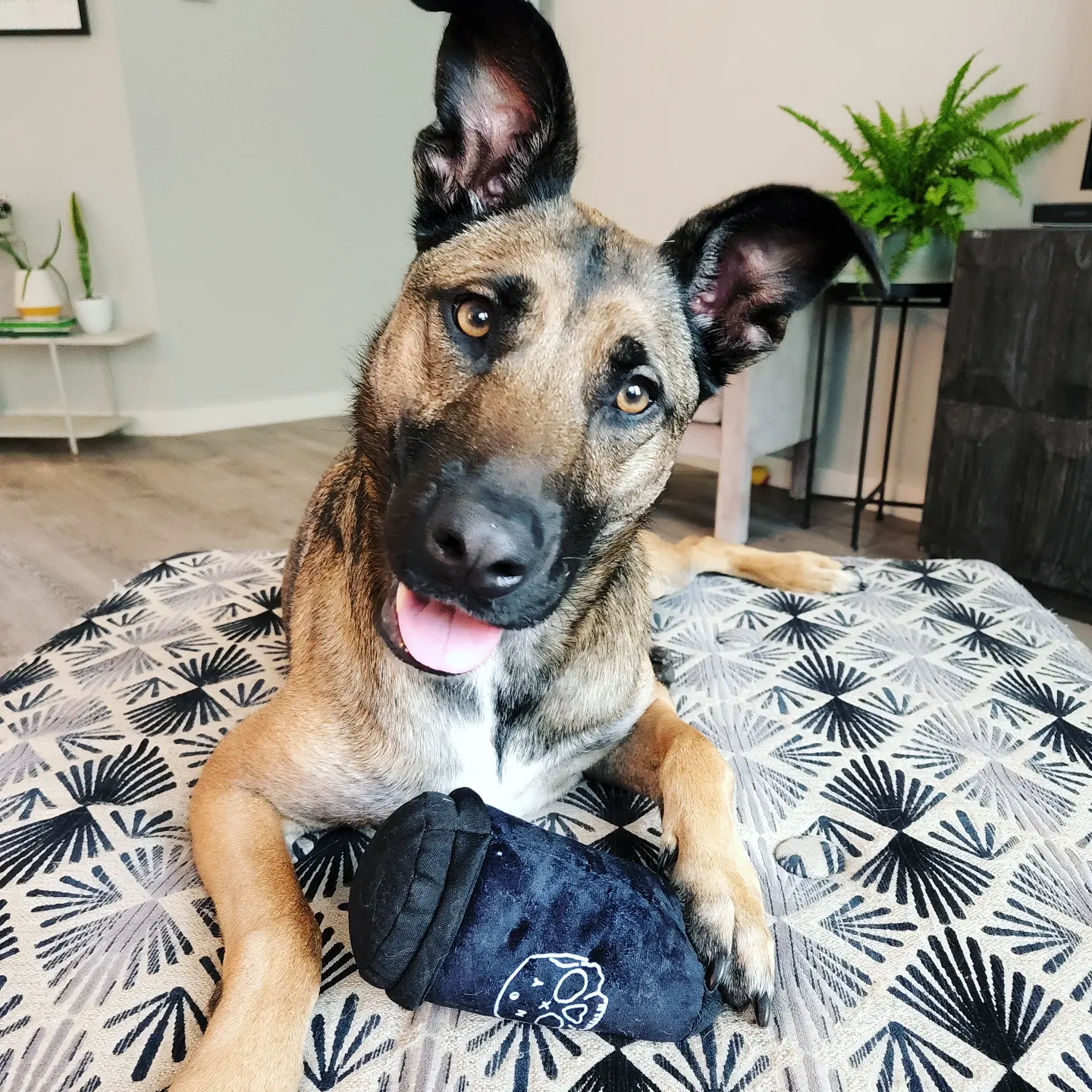 Kara, a black and tan Belgian Malinois mix looks askance at the camera with her ears perked up and a black stuffed coffee cup under her paw.