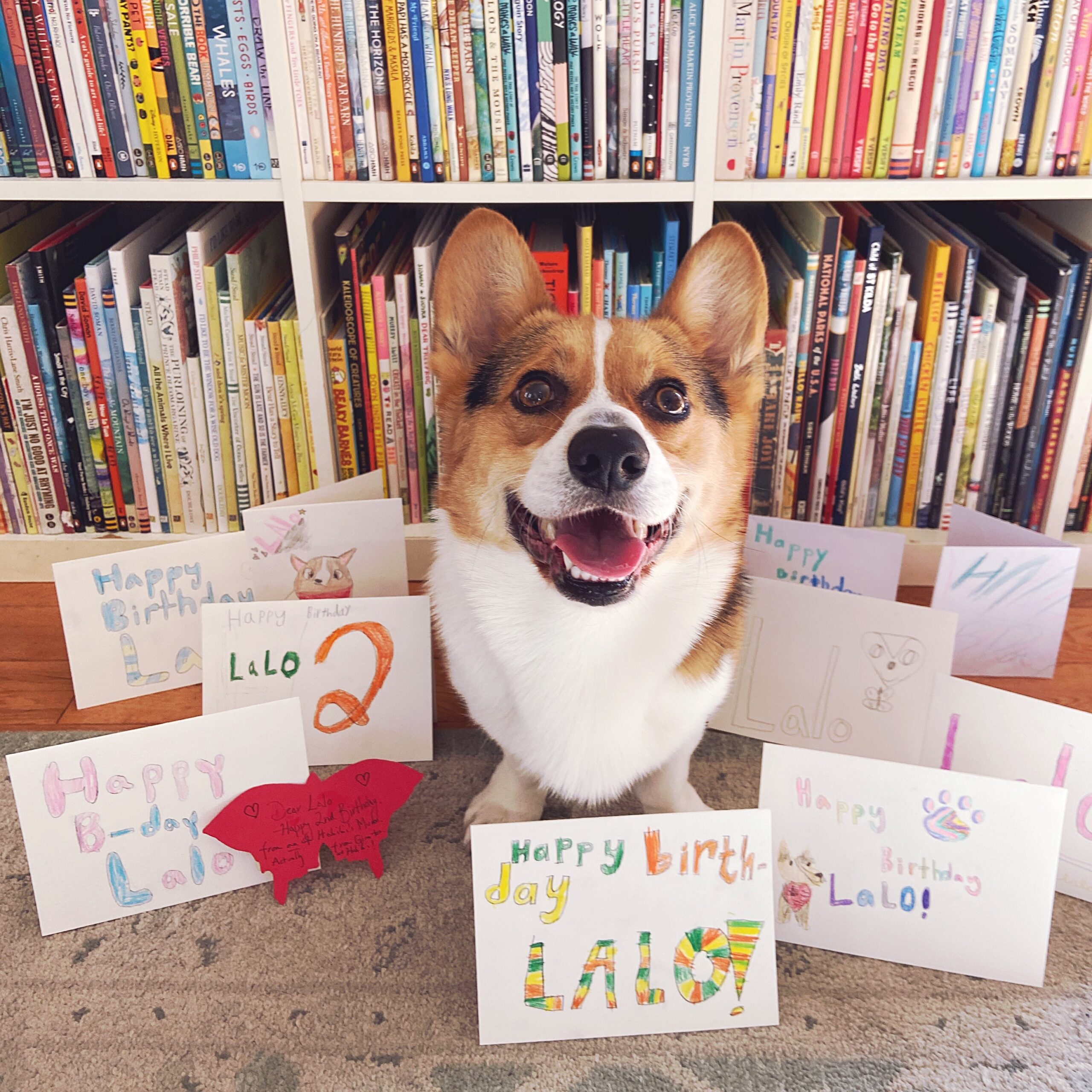Lalo the corgi surrounded by birthday cards