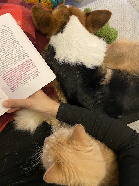 A cat sitting on the reader's lap and a corgi dog sitting next to the reader