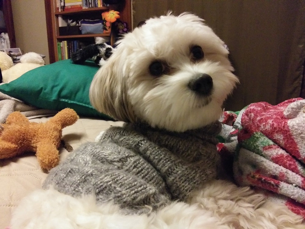 A white Havanese in a gray sweater, surrounding by toys and blankets