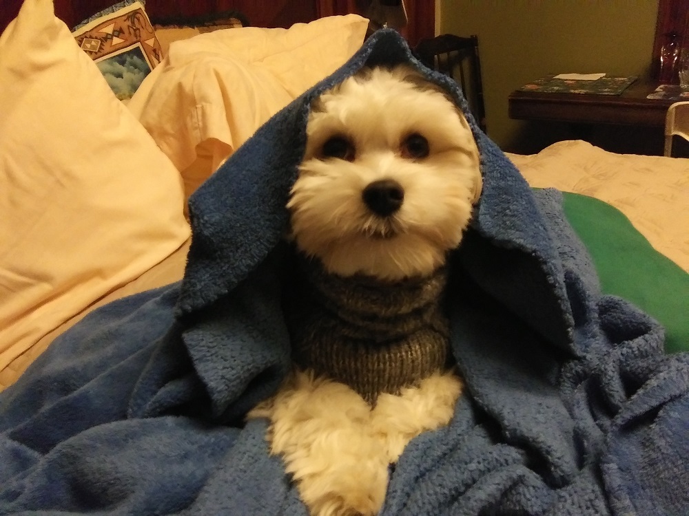 A white Havanese with a blanket over her head looking like the Virgin Mary