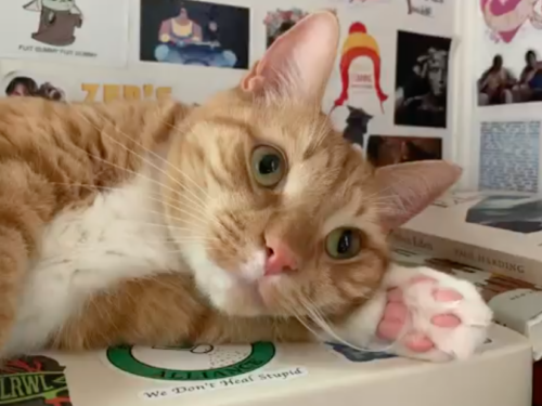 an orange cat lying on its side making big emoji eyes; photo by Liberty Hardy