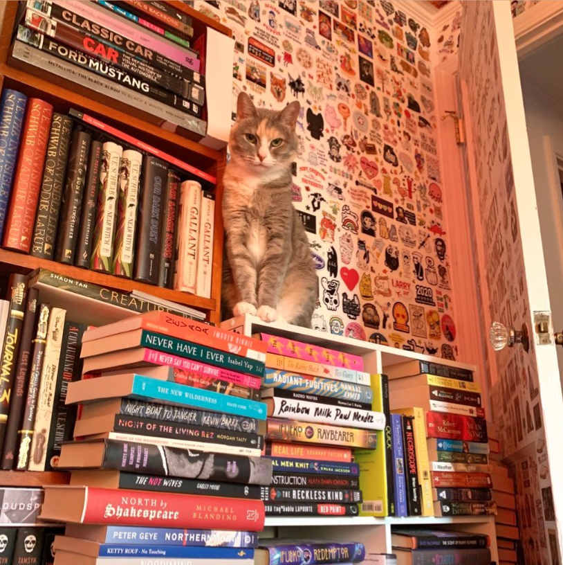 faded calico on a bookscase surrounded by more books and bookcases; photo by Liberty Hardy