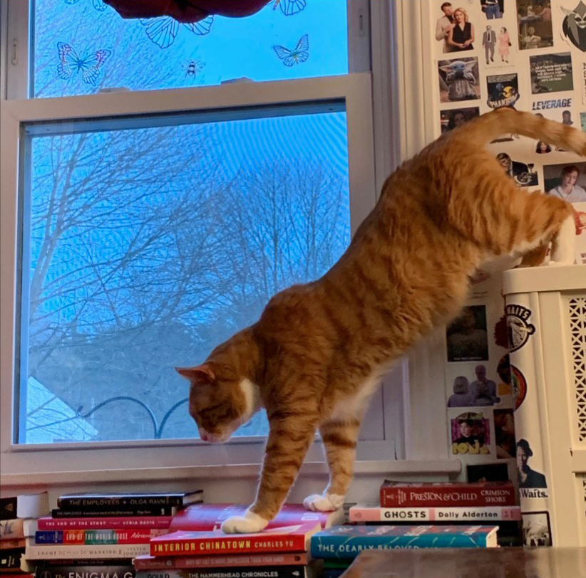 orange cat stepping down off a white radiator cover onto a stack of books; photo by Liberty Hardy