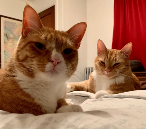 two orange cats lying on a bed; close-up on their heads; photo by Liberty Hardy