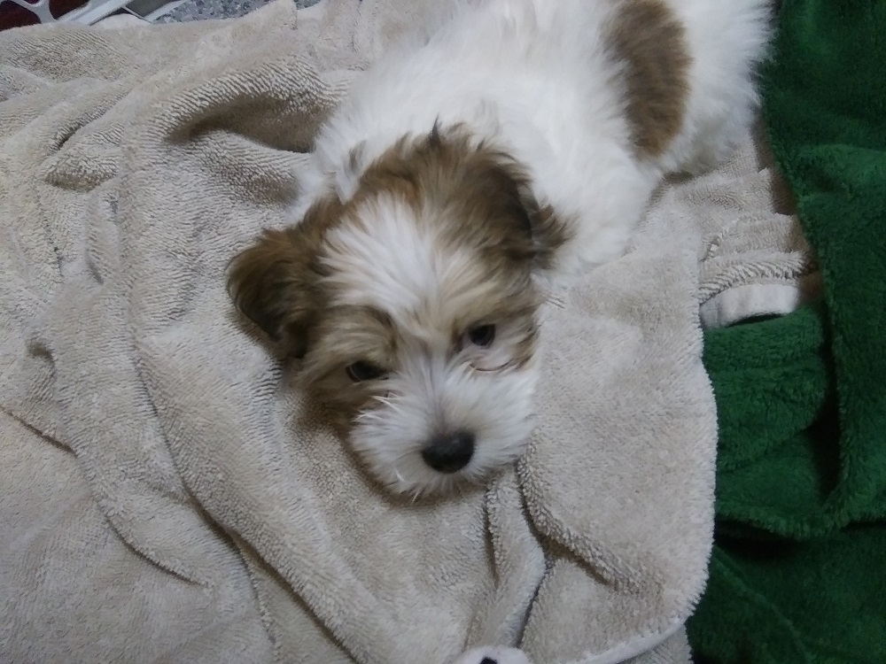 Itty-bitty Havanese puppy lying on a towel