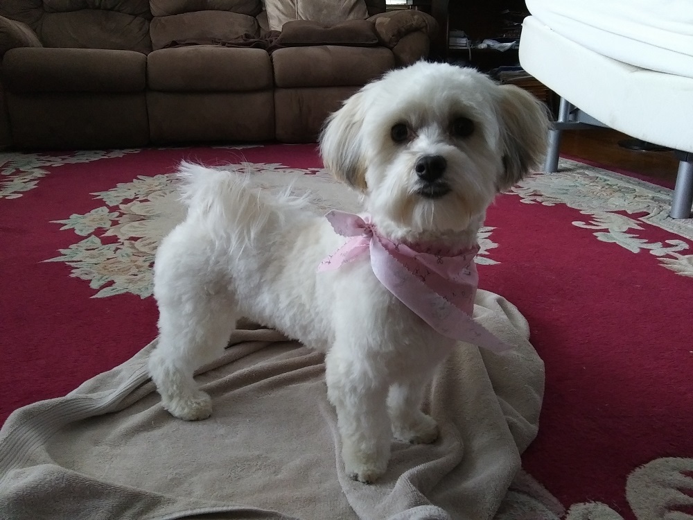 A white-and-brown Havanese wearing a pink bandanna