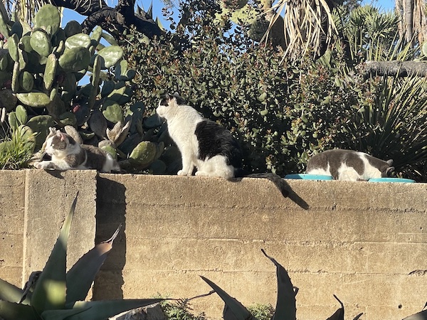 three gray and white cats sitting on a stone wall next to several cacti