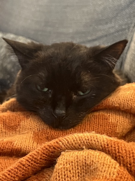 black cat resting its head on an orange blanket and looking very grumpy