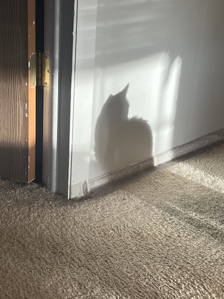 shadow of a cat on a white wall