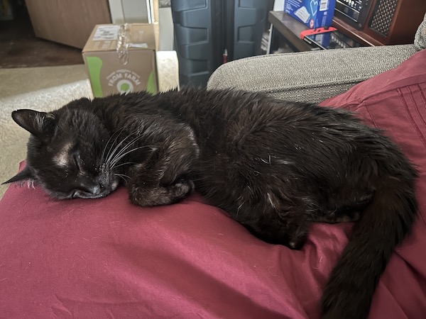 black cat sleeping on a red pillow