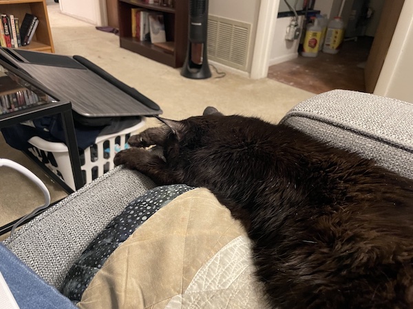 black cat slumped on a throw pillow with its front paws stretched out