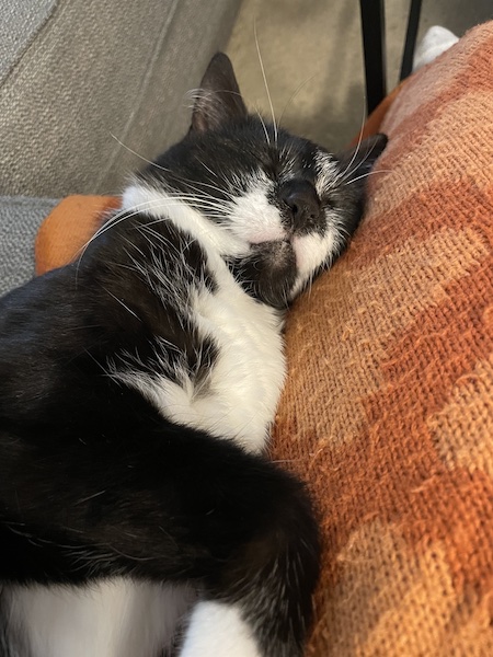 black and white cat sleeping on its side on an orange blanket