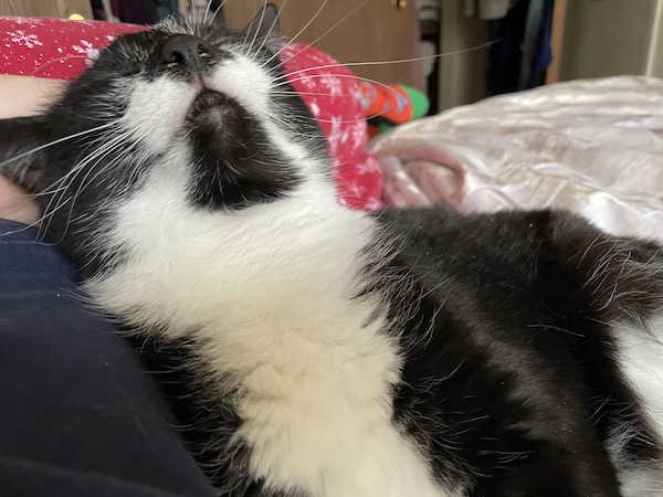 black and white cat smiling while getting head scritches