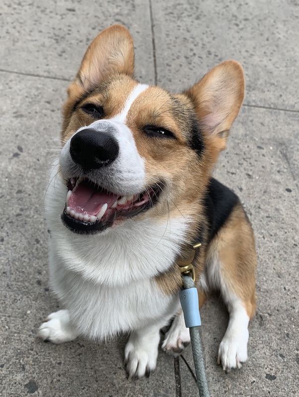 A tri-color corgi sitting down on a NYC sidewalk