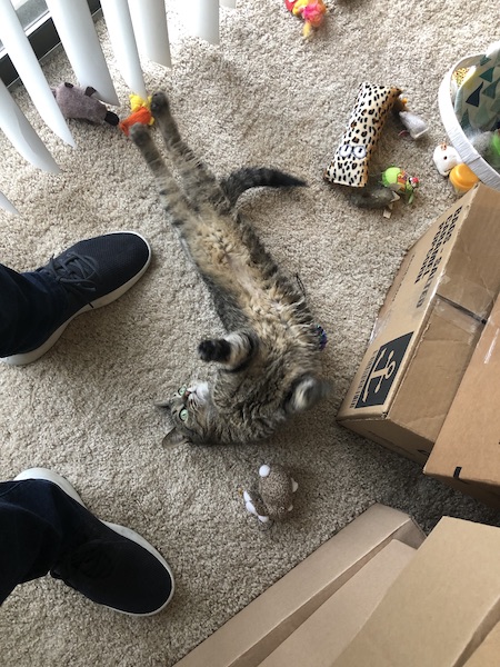 small brown tabby cat on her back surrounded by a bunch of cat toys