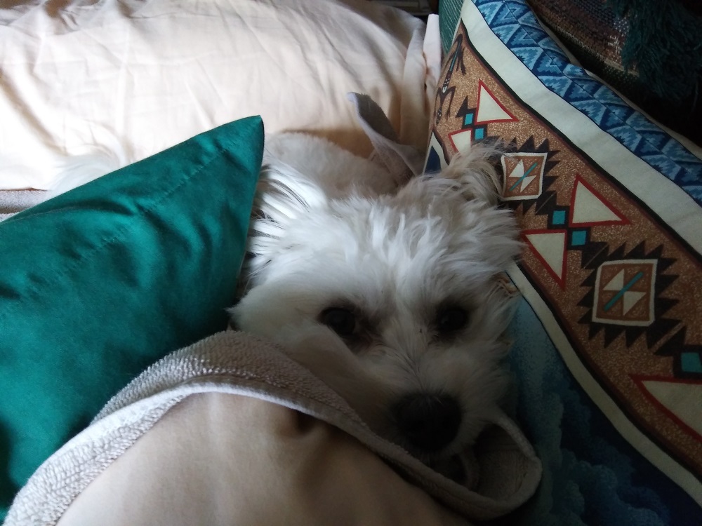 A pile of pillows among which is visible the squished face of a Havanese