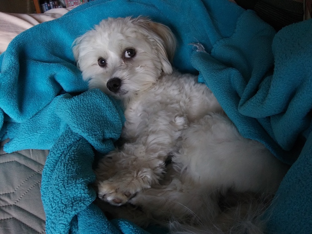 A Havanese is snuggled in a blue blanket and side-eyeing the camera