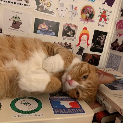 orange cat lying on its side; photo by Liberty Hardy