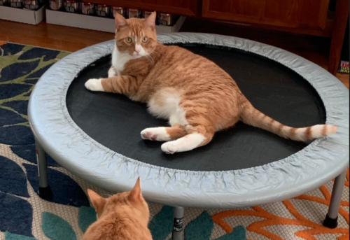 orange cat on a small trampoline; photo by Liberty Hardy