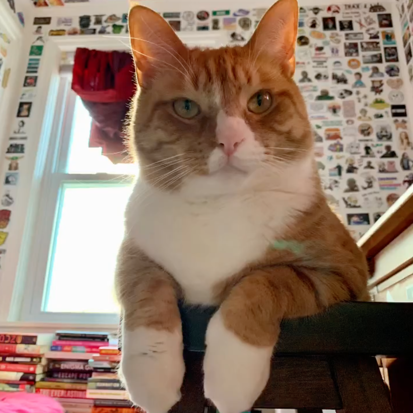 orange cat sitting on a chair with its paws hanging over the side; photo by Liberty Hardy