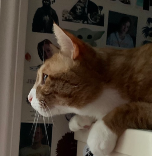 orange cat staring intently off into the distance; photo by Liberty Hardy