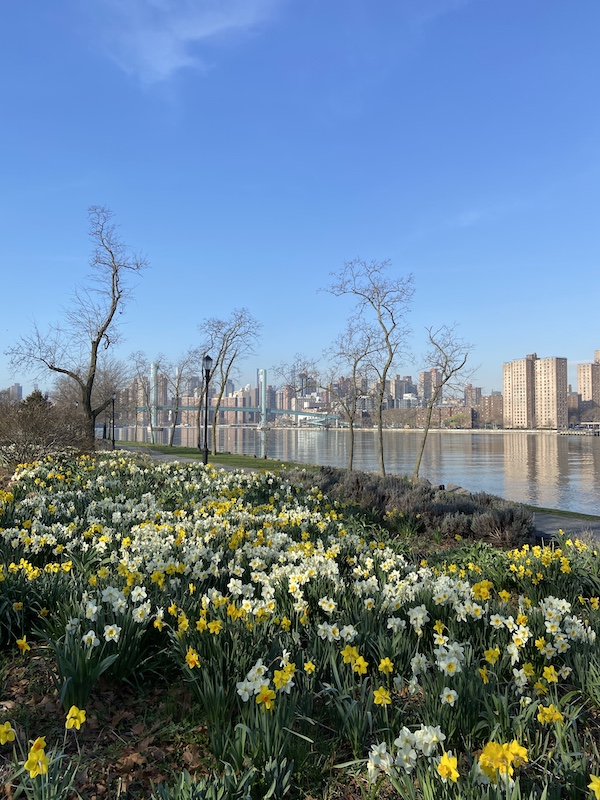 Fields of daffodils with New York City in the background