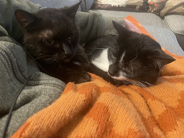 black cat and black and white cat snuggling together on an orange blanket